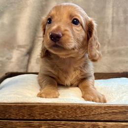 Rusty - Red male Dachshund puppy in Franklin, Tennessee from Wendy's Weenies
