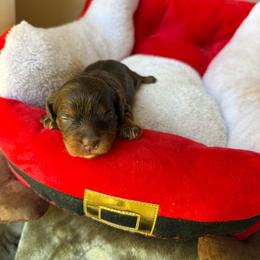 Bonnie - Chocolate female Cavapoo puppy in Danielsville, Georgia from Meg's Doodles and Poodles