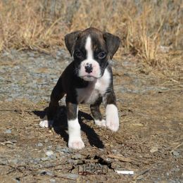 Boxer Puppies from Lieben Boxers