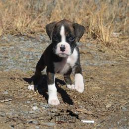 Boxer Puppies from Lieben Boxers