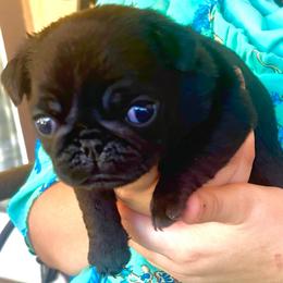 Dark Dream Doll - Black female Pug puppy in Arabi, Georgia from Von Webb Pups