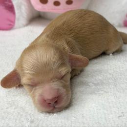 Katie - Red female Dachshund puppy in Fayetteville, North Carolina from RRD
