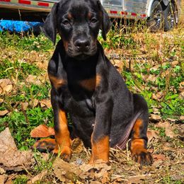 Boy 1 - Black and rust male Doberman Pinscher puppy in China Township, Michigan from Snell's Superior Kennel Dobermann & GSP