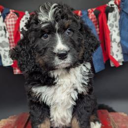 Calvin - Tri-color male Bernedoodle puppy in Lancaster, Minnesota from Richardville Hunde
