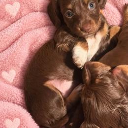 Indie long hair - Chocolate and tan female Dachshund puppy in Lakeland, Florida from Elite Doxies Florida