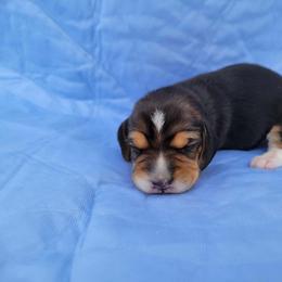 Miny - Black tan and white female Beagle puppy in Palmyra, Nebraska from Nebraska K9's