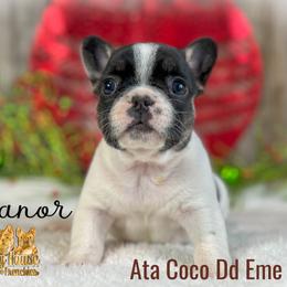 French Bulldog Puppies from Toy House Frenchies