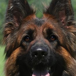 Stella - German Shepherd