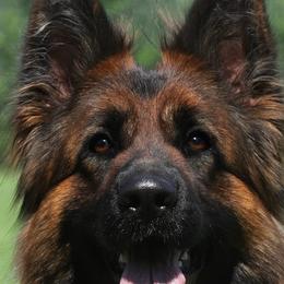 Stella - German Shepherd
