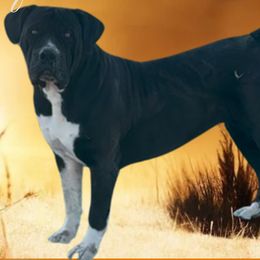 Tessa - Boerboel