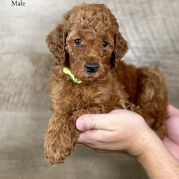 Jett - Red  male Poodle puppy in Abilene, Texas from Mesquite Kennels