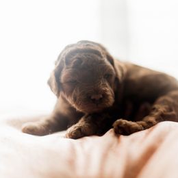 Goldendoodle Puppies from Leonards Doodles