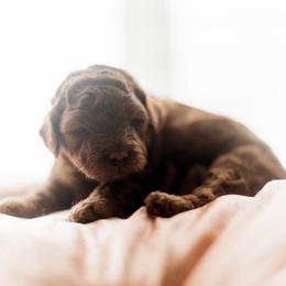 Goldendoodle Puppies from Leonards Doodles