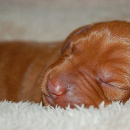Mr Black - Golden rust male Vizsla puppy in Lexington, Kentucky from Summit Vizsla (we can deliver to you)