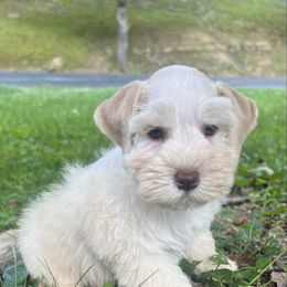 Remy - Wheaten male Miniature Schnauzer puppy in Grayson, Kentucky from Seventh Heaven Schnauzers