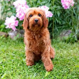 Adalee - Cavapoo