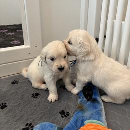 Golden Retriever Puppies from Suncoast Goldens