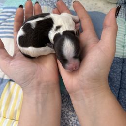 2 - Chocolate male Havanese puppy in Reese, Michigan from Windy Hill Havanese