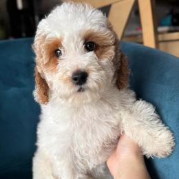 Lincoln - Red Male - Parti male Goldendoodle puppy in Gilbert, Arizona from Azbernedoodlepuppies