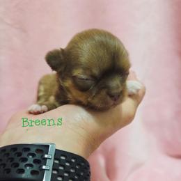 Choc. Sable Girl - Chocolate sabled fawn female Chihuahua puppy in Richmond, Virginia from Breens