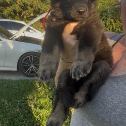 Bear - Black and tan male German Shepherd puppy in Whitewater, California from Vom Haus Metzler Shepherds