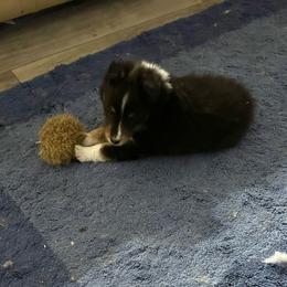 Cane - Black white and tan male Shetland Sheepdog puppy in Scottsville, Kentucky from Seascape Shetland Sheepdogs