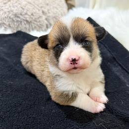 Rose - Sable female Pembroke Welsh Corgi puppy in El Dorado Springs, Missouri from Trixie Dixie