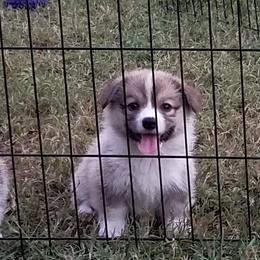 Pembroke Welsh Corgi Puppies from Ranch Hand Corgis