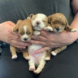Cavalier King Charles Spaniel and Cavapoo Puppies from KC’s Cavs& Creams