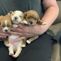 Cavalier King Charles Spaniel and Cavapoo Puppies from KC’s Cavs& Creams