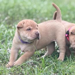 Alana - Cream female Chinese Shar-Pei puppy in Lehigh Acres, Florida from Florida Wrinkles