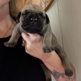 Dark Pink Collar - Fawn female Boerboel puppy in Manitowoc, Wisconsin from Mae Boerboel