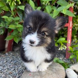 Panini - Black and tan male Pembroke Welsh Corgi puppy in Bakersfield, California from Kern River Corgis