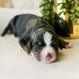 Bones - Tri-color male Bernedoodle puppy in Spanish Fork, Utah from K Brand Doodles