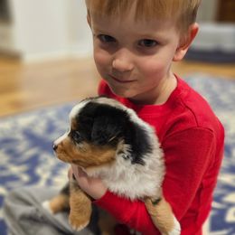 Toy Australian Shepherd Puppies from Reflections of Star Crest Kennel