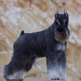Miniature Schnauzer All Grown Up from Tivoli Miniature Schnauzers