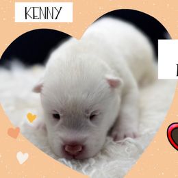 Kenny Rodgers - White male Pomsky puppy in Venus, Pennsylvania from Hemlock Pines Pomsky