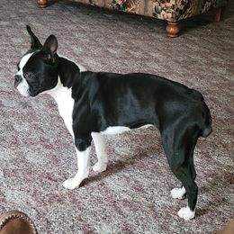 Boston Terriers from Tara's Boston Terriers