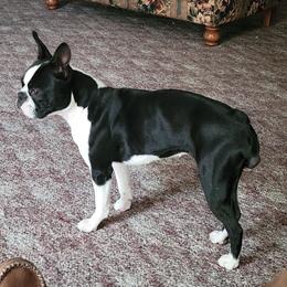 Boston Terriers from Tara's Boston Terriers
