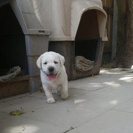 Labrador Retriever Puppies from A.L. English Labradors