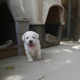 Labrador Retriever Puppies from A.L. English Labradors