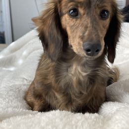 Harvey - Dachshund