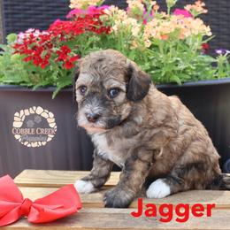 Jaggar - Sable male Bernedoodle puppy in Heyworth, Illinois from Cobble Creek Puppies
