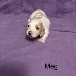 Meg - Cream female Dachshund puppy in Poteau, Oklahoma from Lady Maye Dachshund's