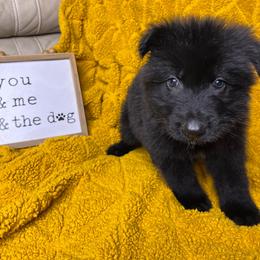 Cosmo - Black male German Shepherd puppy in Mc Minnville, Tennessee from Hobbs Family Shepherds