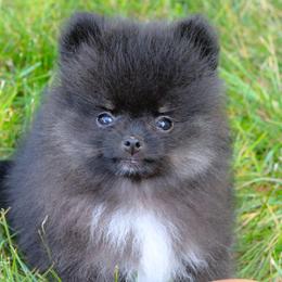 Tilly - Black and tan female Pomeranian puppy in Bremen, Indiana from AMS Pomeranians and Pomskies in Indiana