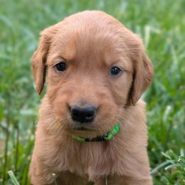 Green - Dark golden female Golden Retriever puppy in Midland, North Carolina from Alger Farm, LLC