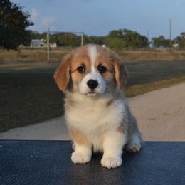 Nala - Red female Pembroke Welsh Corgi puppy in Edna, Texas from MG Corgis