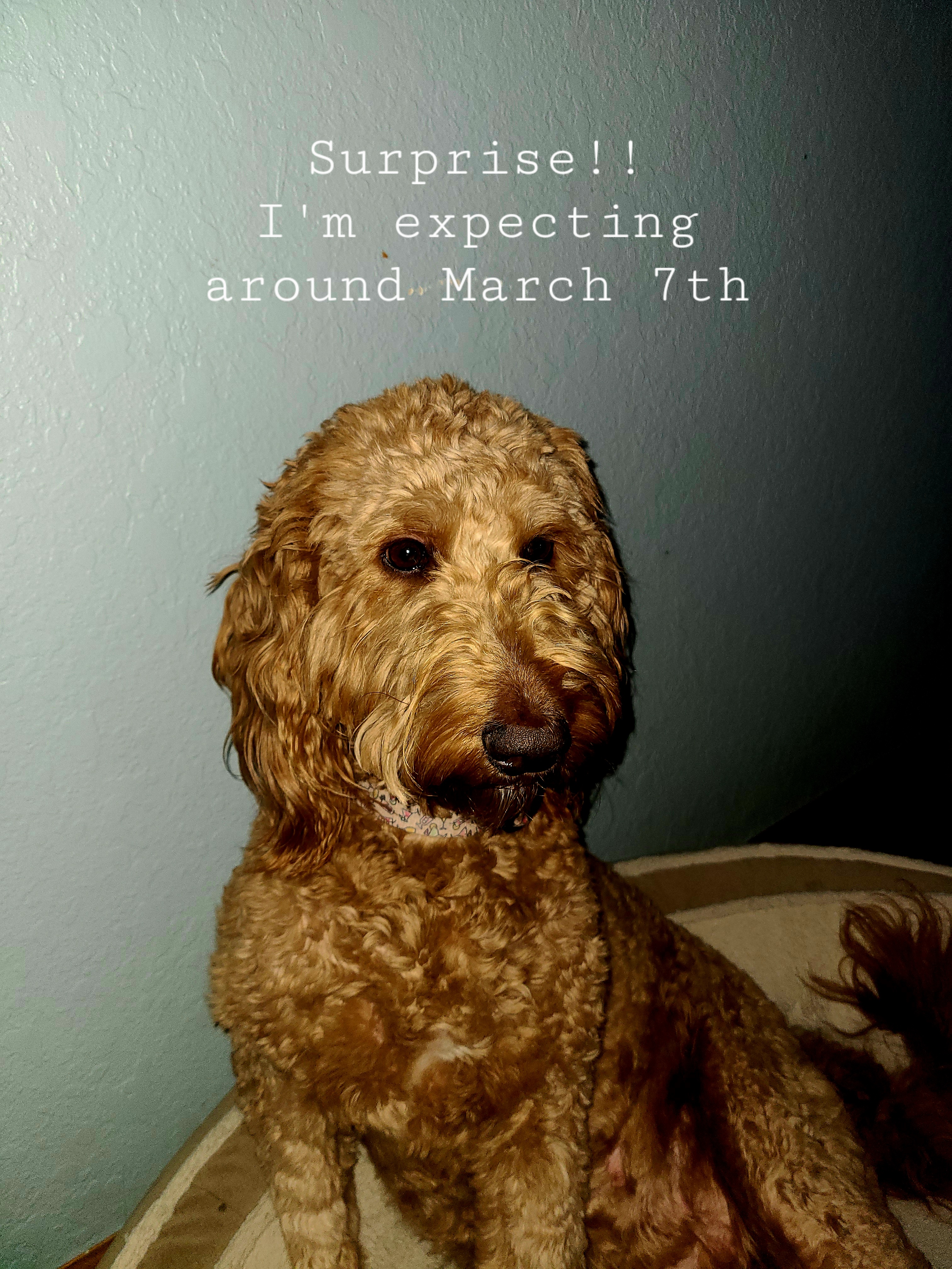 Tillie - Goldendoodle