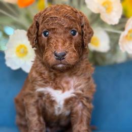 Maverk - Red  male Goldendoodle puppy in Yuciapa, California from AlltheDoodlez_
